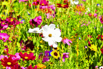 Flowers Download Jigsaw Puzzle