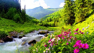 Flowers Download Jigsaw Puzzle