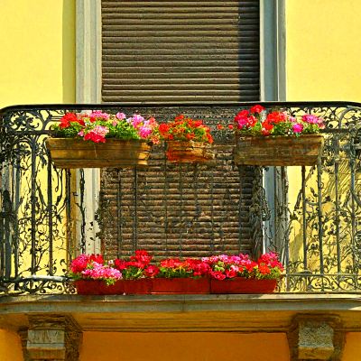 Flowers Download Jigsaw Puzzle