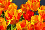 Tulips Download Jigsaw Puzzle
