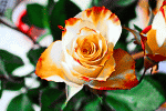 Flower Download Jigsaw Puzzle