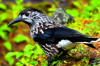 Spotted Nutcracker Download Jigsaw Puzzle