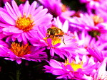 Bee on Aster Download Jigsaw Puzzle