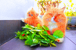 Fluffy Orange Cats Download Jigsaw Puzzle