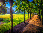 Sunlit Tree Alley Download Jigsaw Puzzle