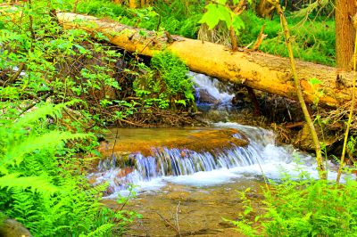 Forest Creek Download Jigsaw Puzzle
