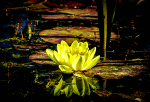 Yellow Water Lily Download Jigsaw Puzzle