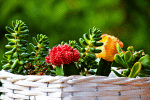 Desert Blooms Download Jigsaw Puzzle