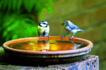 Birds Download Jigsaw Puzzle