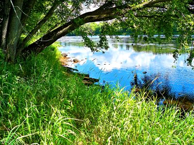 River Bank Download Jigsaw Puzzle
