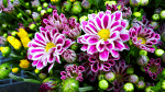 Purple Striped Mums Download Jigsaw Puzzle