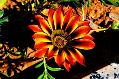 Flower Download Jigsaw Puzzle