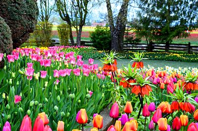 Flowers Download Jigsaw Puzzle