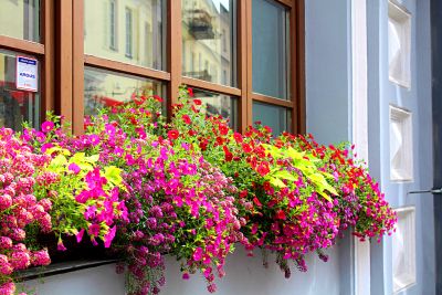 Lush Window Flowerbox Download Jigsaw Puzzle