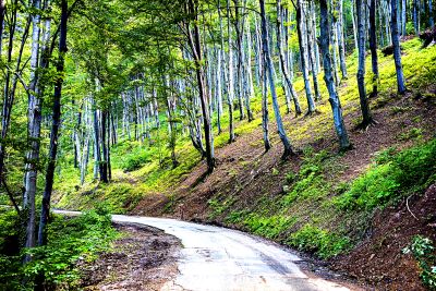 Forest Road Download Jigsaw Puzzle