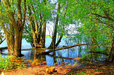 Trees Download Jigsaw Puzzle