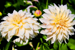 Flowers Download Jigsaw Puzzle
