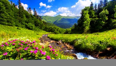 Flowers Download Jigsaw Puzzle