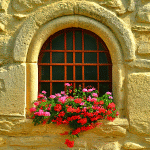 Flowers Download Jigsaw Puzzle