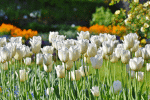 White Tulips Download Jigsaw Puzzle
