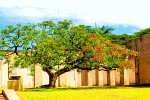 Blooming Flame Tree Download Jigsaw Puzzle