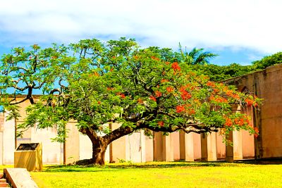 Blooming Flame Tree Download Jigsaw Puzzle