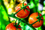 Ripe Cherry Tomatoes Download Jigsaw Puzzle