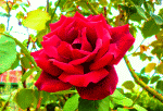 Red Rose Download Jigsaw Puzzle