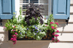 Window Box, Charleston Download Jigsaw Puzzle