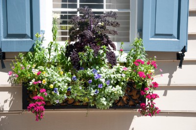 Window Box, Charleston Download Jigsaw Puzzle