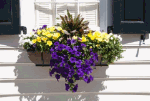 Window Box, Charleston Download Jigsaw Puzzle