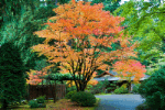 Japanese Garden Download Jigsaw Puzzle