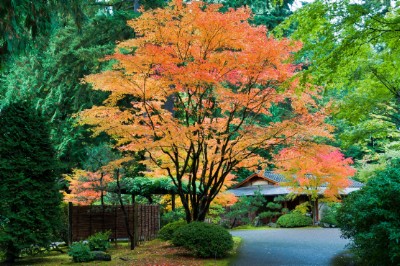 Japanese Garden Download Jigsaw Puzzle