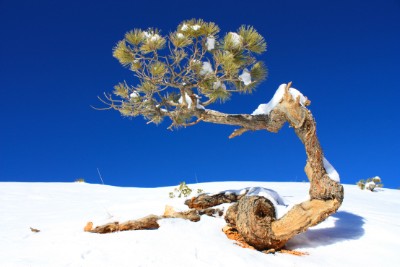 Small Pine Tree Download Jigsaw Puzzle