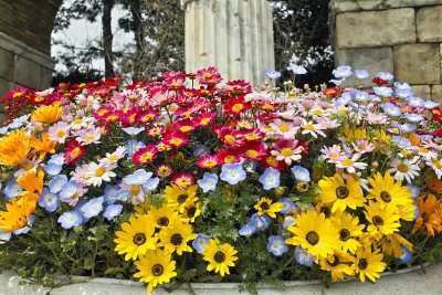 Flowers Download Jigsaw Puzzle