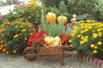 Garden Download Jigsaw Puzzle