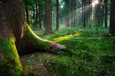 Fairytale Forest Download Jigsaw Puzzle