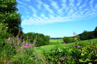 Summer Landscape Download Jigsaw Puzzle