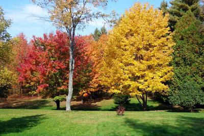 Autumn Trees Download Jigsaw Puzzle