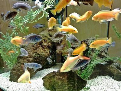 Aquarium Download Jigsaw Puzzle