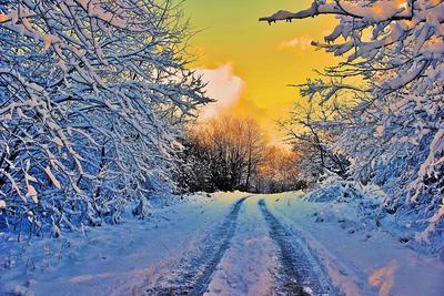 Winter Sun Download Jigsaw Puzzle