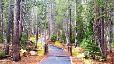 Forest Road Download Jigsaw Puzzle